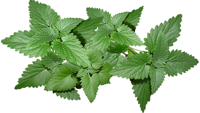 ginger roots and mint leaves botanicals for organic juice accent